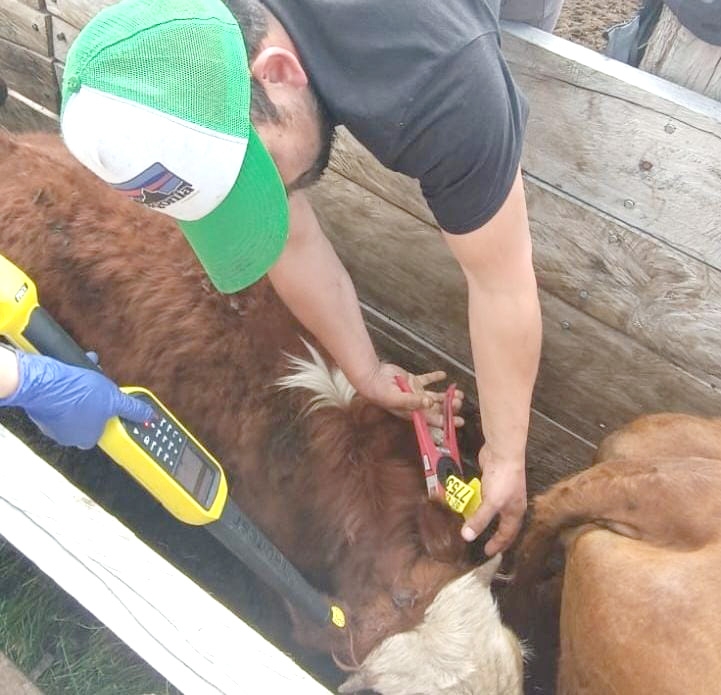 SAG: Si compras DIIO o aretes para tus animales, no olvides tu Declaración de Existencia Animal