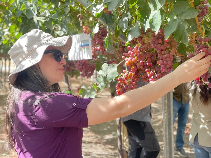 Firme y distinta, así es Munay® la uva sabor moscatel que promete conquistar paladares internacionales