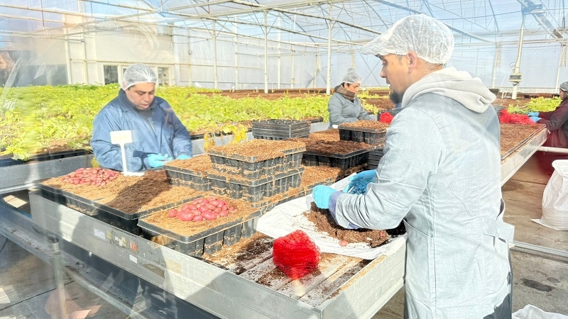 Usuarios de INDAP del rubro papas de San Javier realizaron exitosa gira a la región de Los Lagos