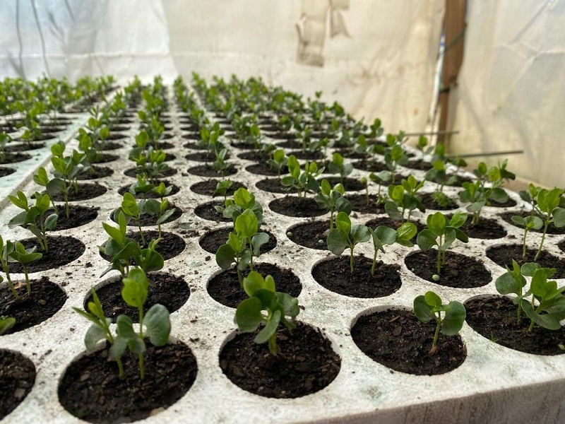 Programa de Arborización de CONAF superó la meta de entrega y donó más de 21 mil árboles en el Maule