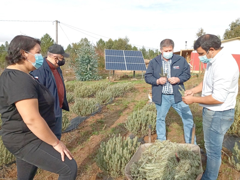 Usuarias de INDAP Cauquenes cultivan lavanda para la elaboración de aceites esenciales