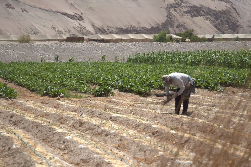 Riego por goteo y manejo de aguas salinas: Técnicas que dan éxito en el extremo norte para potenciar la agricultura del desierto