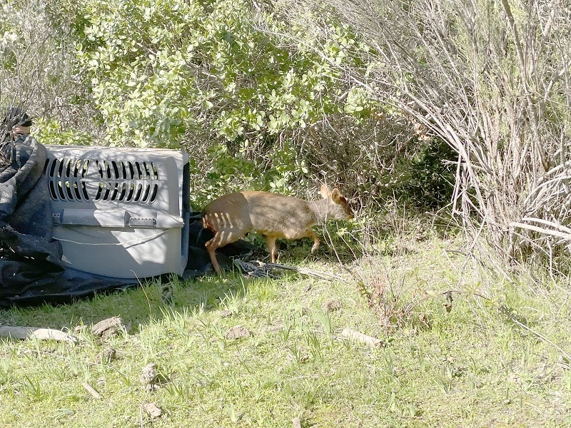 SAG capacita a municipios y otras entidades sobre acciones para protección de fauna silvestre