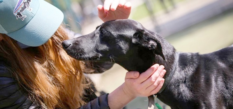 Despachan perfeccionamiento a Ley de tenencia responsable de mascotas