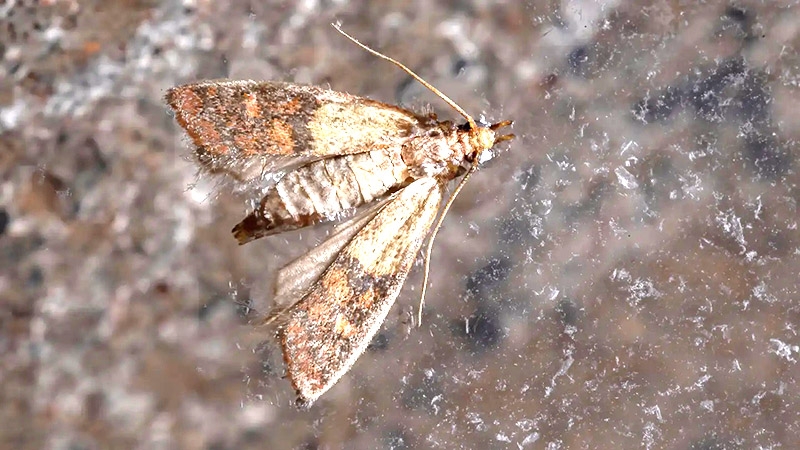 Polilla de los cereales: el inusitado hallazgo en base chilena antártica