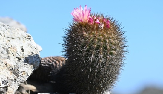 El chilenito: cactus endémico que solo vive en 10 km de la costa chilena