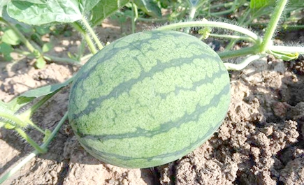 Chile avanza en el desarrollo de sandías que toleren mejor la escasez hídrica