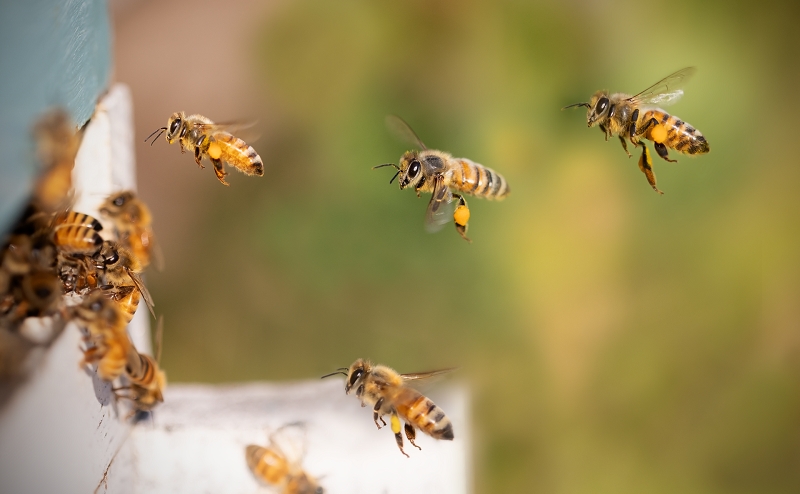 Día Mundial de las Abejas: académica advierte sobre amenazas y llama a proteger su rol ecológico