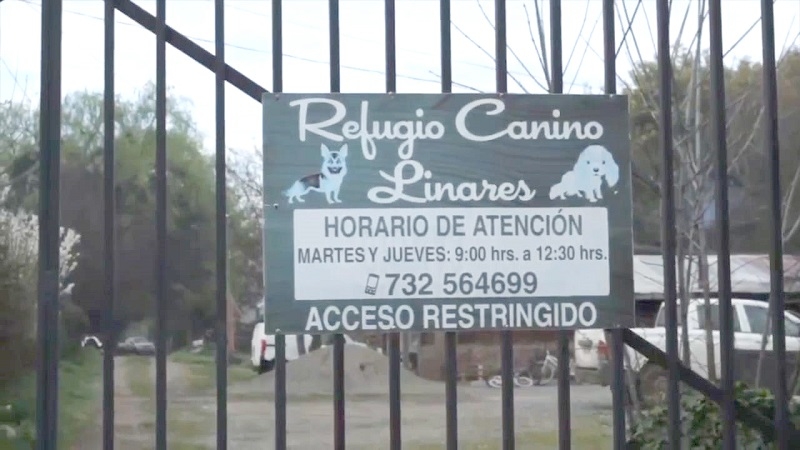 Linares: Concejal Marco Ávila reiteró a Alcalde Mario Meza petición de cierre del canil “La Invernada”