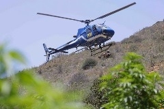 PDI incautó plantas de marihuana en predio de Constitución