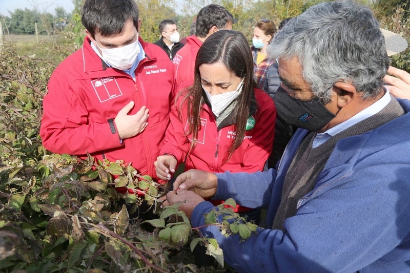 Ministra de Agricultura, durante su visita a Longaví: “Ojalá que el mundo rural vaya a votar este fin de semana”