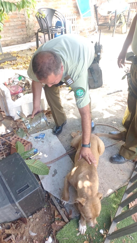 Cauquenes: Carabineros desplegó operativo de rescate animal