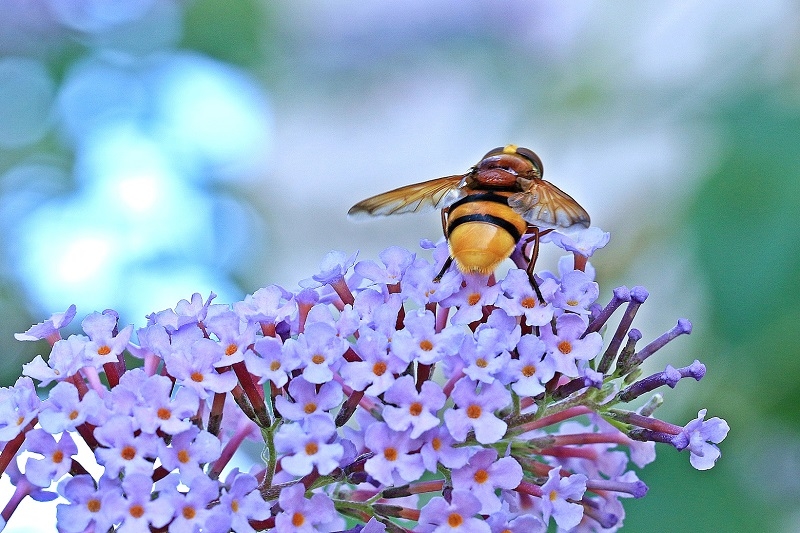 Las abejas, seres esenciales para la vida  