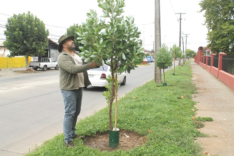 Ex Concejal Eduardo Ibáñez reclama por el poco cuidado de las especies nativas en calles de Linares