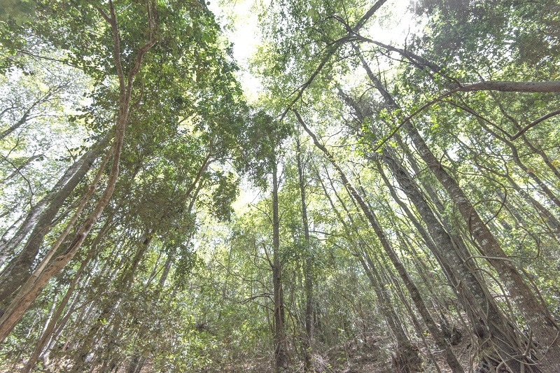 Con mesas de trabajo buscarán fortalecer las estrategias de conservación del ruil en el Maule