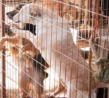 Organizaciones Animalistas de Linares preparan marcha para este domingo