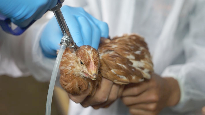 Minagri informa del primer caso de influenza aviar en la industria de carnes blancas y afirma que "no afecta en nada el consumo"