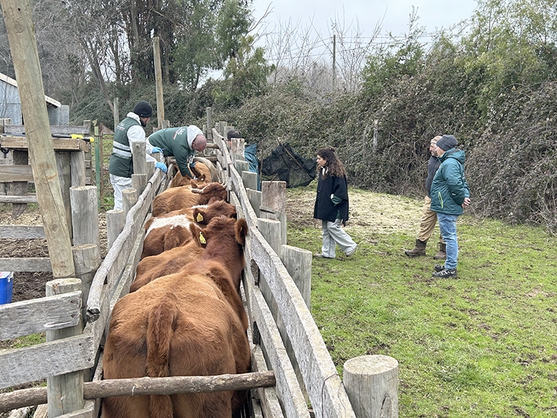 En el marco de la campaña de erradicación de la enfermedad: Seremi de Agricultura y SAG visitan predio ganadero por plan de erradicación de la Brucelosis bovina