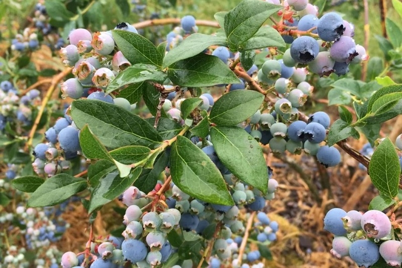  INIA da inicio a semana temática de actividades dedicada a producción de berries en el Maule
