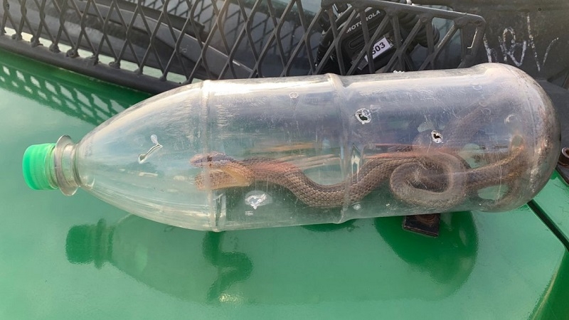 Vecino encontró una culebra venenosa al interior de una botella en La Granja