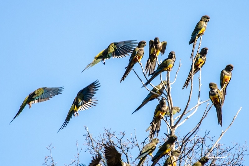 Municipalidad de Colbún y Fundación Putagán Libre trabajan por la conservación del loro Tricahue