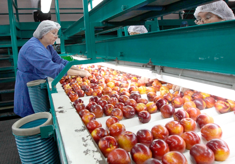 Desempleo en la Región del Maule fue de 6,8% en trimestre diciembre 2024 - febrero 2025