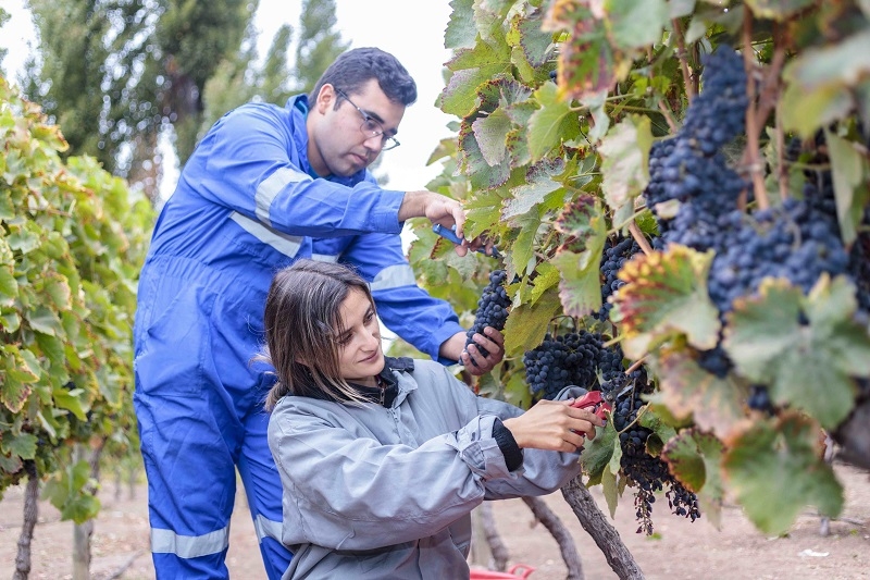 Carreras técnicas de la UTalca certifican excelencia con acreditación por 6 años