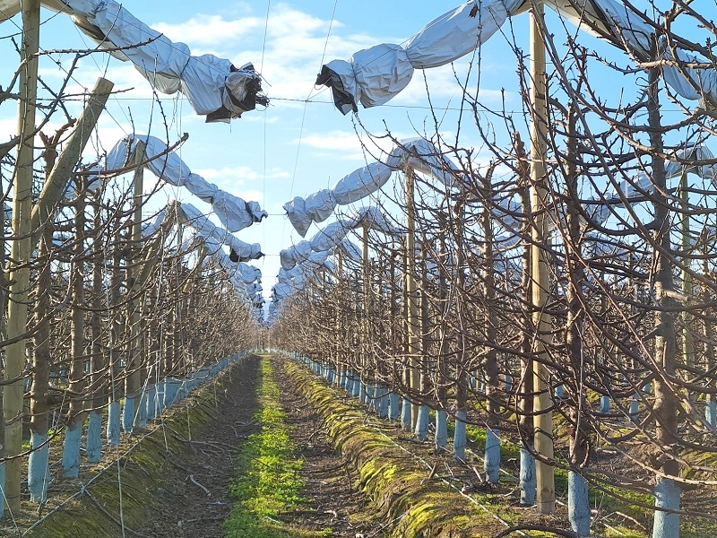 ¿Cómo será este otoño – invierno para el sector silvoagropecuario chileno? sépalo en el próximo panorama agroclimático estacional
