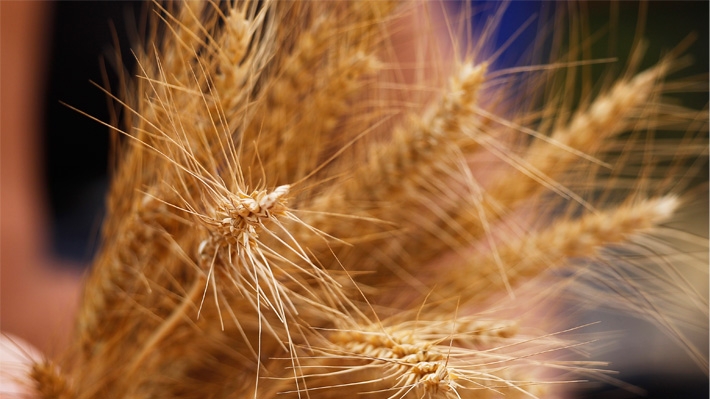 Precios de cereales se desploman hasta 24% tras reactivación de exportaciones de Ucrania