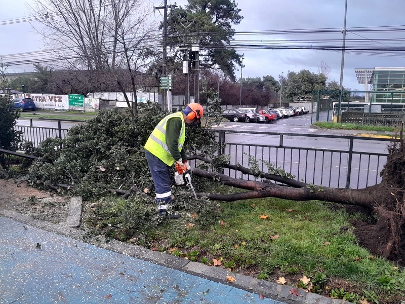 Municipalidad de Linares entregó informe sobre retiro de árboles en diversos puntos de la comuna
