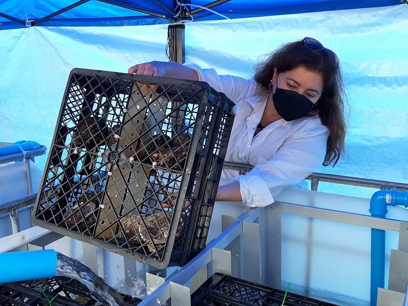 Innovador proyecto permitirá a chilenos y turistas consumir mariscos vivos elegidos directamente desde viveros  