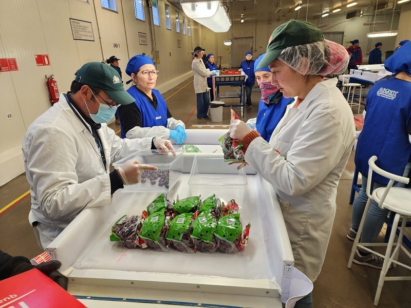  Para el envío de fruta fresca al mercado de USA: Sitio de Inspección fitosanitaria de Teno comenzó sus operaciones para la temporada 2023-2024