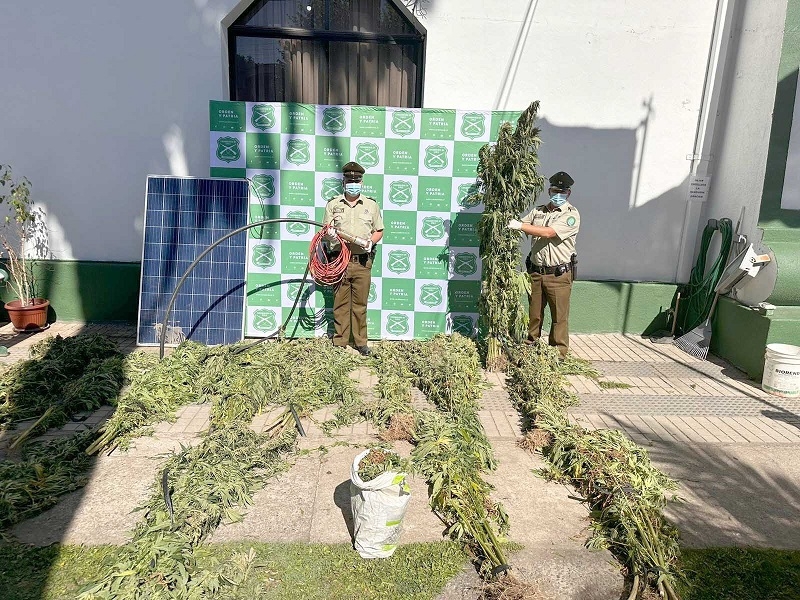 Nueva plantación de marihuana fue decomisada por Carabineros en Constitución  