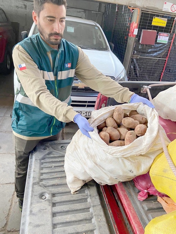 SAG ha interceptado más de 77 toneladas de papas que ingresan de manera ilegal al país