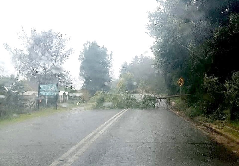Linares: lluvias provocan cortes de luz en zona precordillerana y bloqueo parcial de caminos por ramas