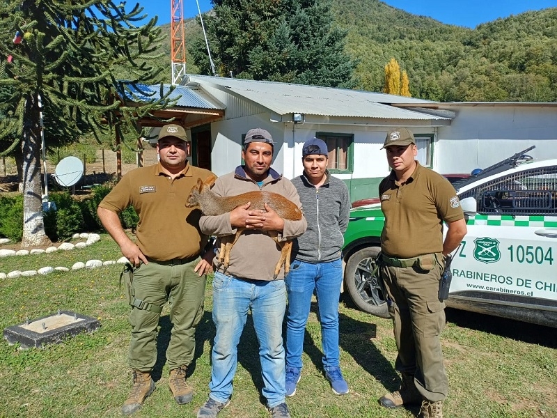 Parral:  Carabineros de Bullileo llevaron un pudú encontrado en la zona cordillera al zoológico Casa Noé