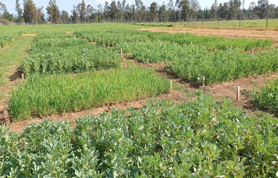 Proyecto explorará sistemas productivos sustentables para potenciar la agroecología