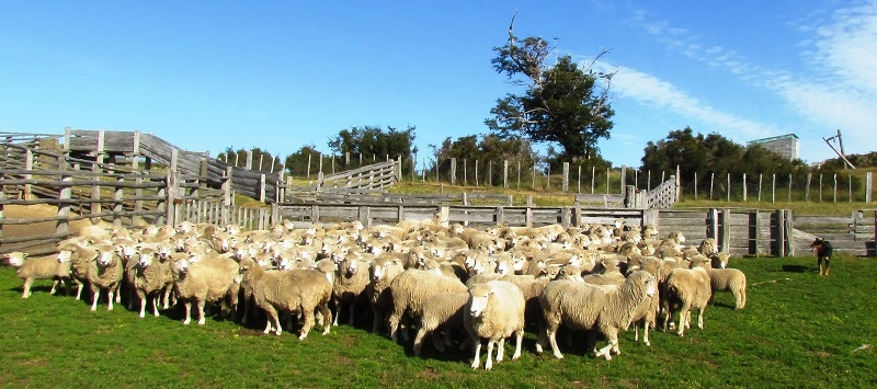 Hasta un 75% aumenta la cobertura del seguro agrícola de INDAP