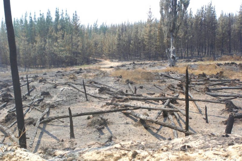 “Ojos para el Maule”: Campaña de la UCM busca propagar la prevención de incendios forestales en las comunidades