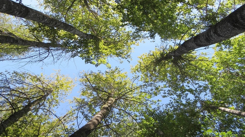 Con diálogo ciudadano buscan establecer estrategia para prevenir incendios forestales y proteger el ruil