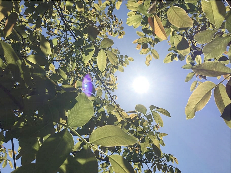 Ola de calor en zona central produciría efectos en  la agricultura y posible aumento de incendios forestales 