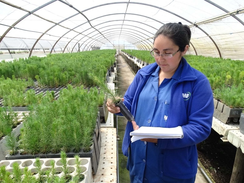 Lanzan iniciativa +MujerForestal para liderar a nivel mundial participación femenina en industria forestal