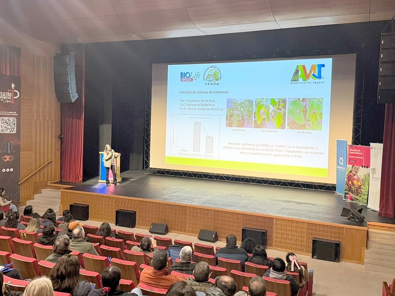 Conseguir calidad homogénea y mayores calibres: claves para temporada de cerezas 2025-2026