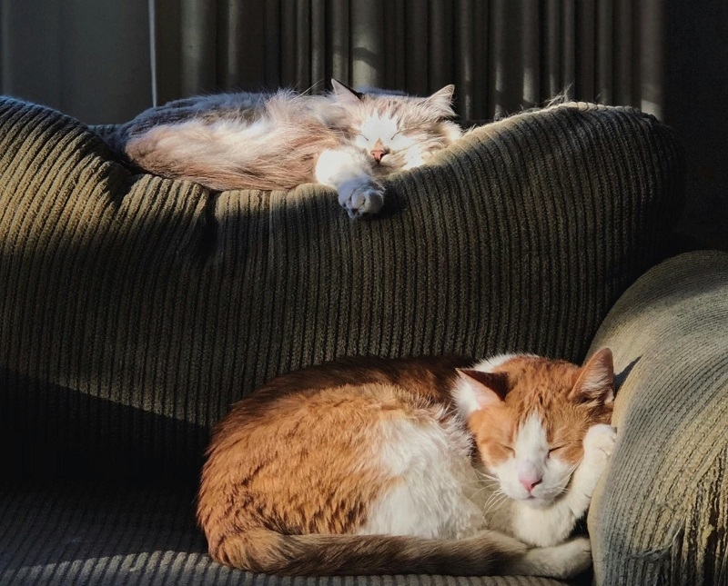 Vacaciones y mascotas: ¿llevarlas o dejarlas en casa?                    
