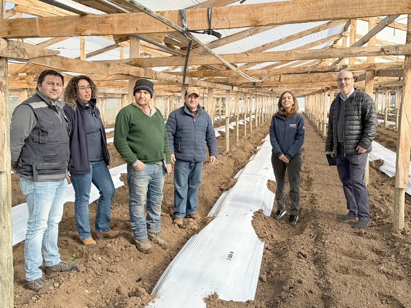  Convenio INDAP-AFIPA inicio visitas a terreno a parcelas demostrativas