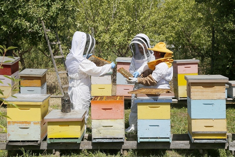 SAG llama a apicultores a registrarse en SIPEC Apícola para proteger a las abejas