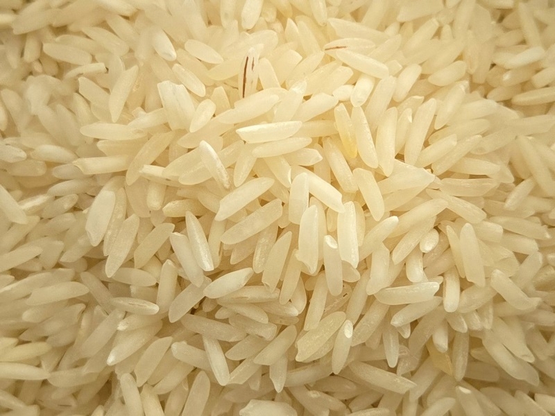 Científicos chilenos lideran el primer cultivo  de arroz en Arica que resiste a la sequía