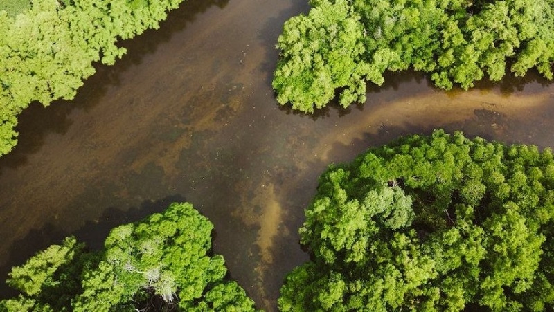 Investigación desarrollará soluciones matemáticas y herramientas para la conservación de especies