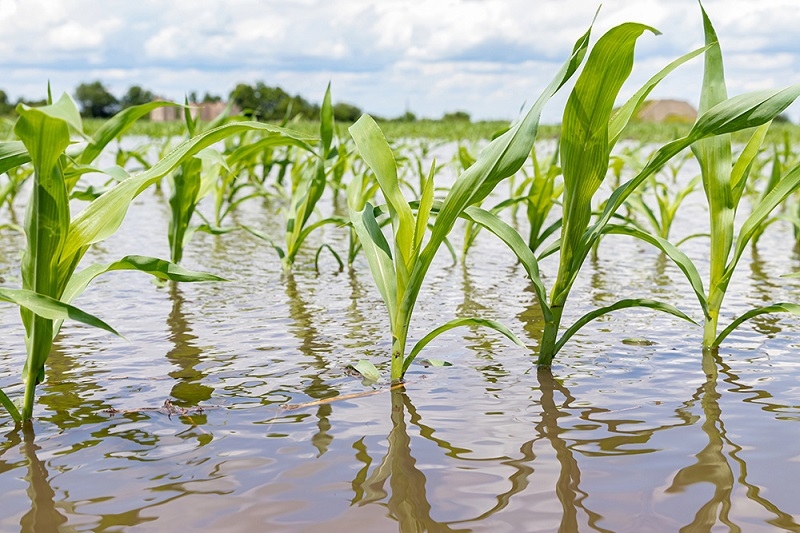 La importancia de protegerse ante los embates del clima: Un llamado a la acción para el sector agrícola