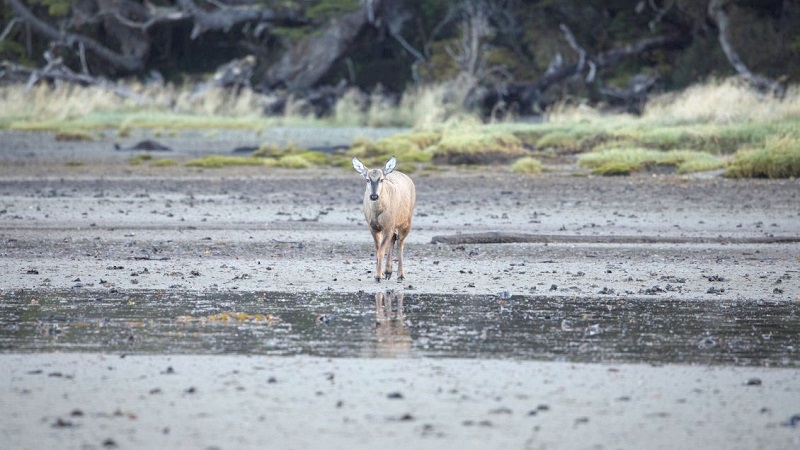 Detectan un huemul, especie en peligro de extinción, en la zona más austral de Chile